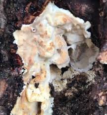 Attēlu rezultāti vaicājumam “Trechispora mollusca”