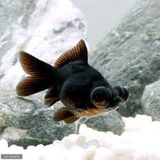 Image result for 出目金