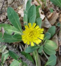 Attēlu rezultāti vaicājumam “Pilosella officinarum”