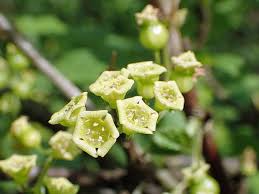 Attēlu rezultāti vaicājumam “Ribes nigrum flower”