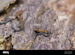 Attēlu rezultāti vaicājumam “Lacerta vivipara juvenile”