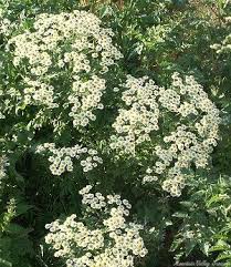 Image result for Matricaria recutita (chamomilla)