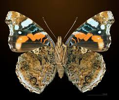 Attēlu rezultāti vaicājumam “Vanessa atalanta underside”