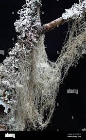 Attēlu rezultāti vaicājumam “Bryoria capillaris”