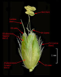 Attēlu rezultāti vaicājumam “Alopecurus aequalis flower”