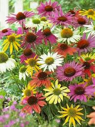 Image result for Echinacea Lustre hybrids