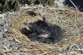 Attēlu rezultāti vaicājumam “Phalacrocorax carbo nest”