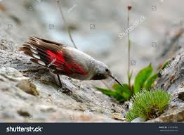 Image result for Tichodroma muraria