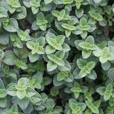 Image result for Origanum vulgare