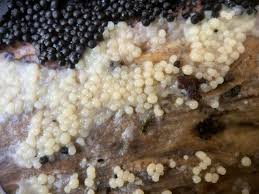 Attēlu rezultāti vaicājumam “Comatricha tenerrima stalked”