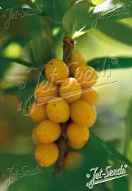 Attēlu rezultāti vaicājumam “Daphne mezereum fruit”