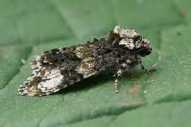 Attēlu rezultāti vaicājumam “Craniophora ligustri”