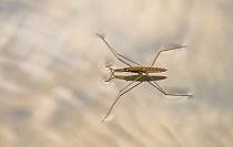 Attēlu rezultāti vaicājumam “Aquarius najas”