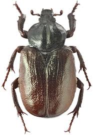 Attēlu rezultāti vaicājumam “Osmoderma barnabita imago”