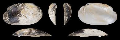 Attēlu rezultāti vaicājumam “Unio crassus”