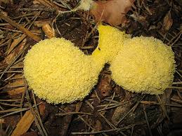 Attēlu rezultāti vaicājumam “Fuligo gyrosa spores”