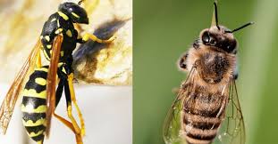 Image result for East Kilbride Wasps