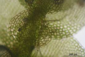 Attēlu rezultāti vaicājumam “Calypogeia neesiana”