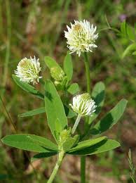 Attēlu rezultāti vaicājumam “Trifolium montanum”