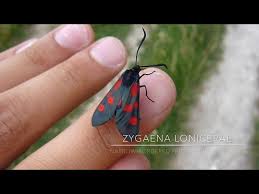 Attēlu rezultāti vaicājumam “Zygaena lonicerae”