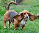50 Photos Of Basset Hounds Running