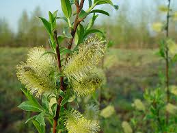 Attēlu rezultāti vaicājumam “Salix myrsinifolia”