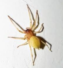 Attēlu rezultāti vaicājumam “Cheiracanthium sp.”