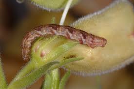 Attēlu rezultāti vaicājumam “Eupithecia icterata female”