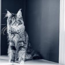 Afbeeldingsresultaat voor katten