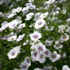 Image result for Nierembergia