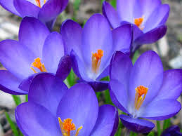 Attēlu rezultāti vaicājumam “Crocus”