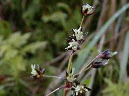 Attēlu rezultāti vaicājumam “Luzula pilosa”
