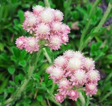 Attēlu rezultāti vaicājumam “Antennaria dioica”