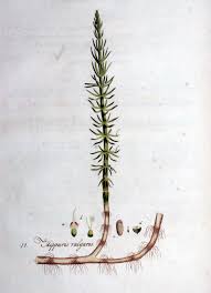 Attēlu rezultāti vaicājumam “Hippuris vulgaris”