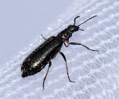 Attēlu rezultāti vaicājumam “Dasytes caeruleus imago”