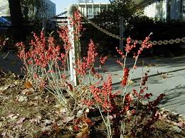 Attēlu rezultāti vaicājumam “Libanotis montana leaf”