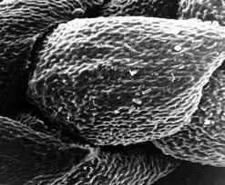 Attēlu rezultāti vaicājumam “Platydictya jungermannioides macro”