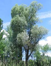 Attēlu rezultāti vaicājumam “Salix alba var. alba”
