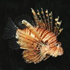 Image result for Pterois miles