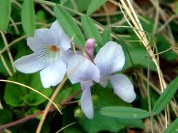 Attēlu rezultāti vaicājumam “Viola x williamsii flower”