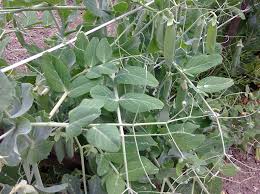 Attēlu rezultāti vaicājumam “Pisum sativum leaf”