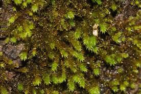 Attēlu rezultāti vaicājumam “Leucodon sciuroides”