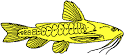 Doradidae • Cat-
