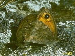 Attēlu rezultāti vaicājumam “Hyponephele lycaon female”