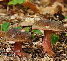 Attēlu rezultāti vaicājumam “Xerocomus pruinatus”