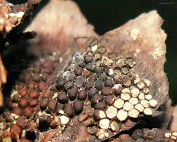 Attēlu rezultāti vaicājumam “Pucciniastrum areolatum”