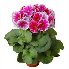 Image result for Primula obconica