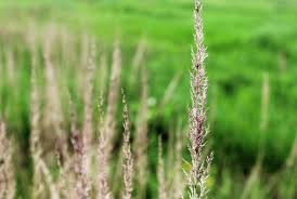Attēlu rezultāti vaicājumam “Calamagrostis epigeios”