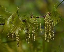 Attēlu rezultāti vaicājumam “Quercus rubra flower”