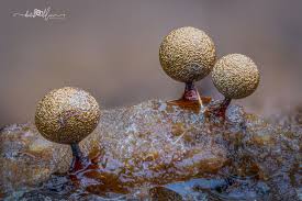 Attēlu rezultāti vaicājumam “Lamproderma violaceum spores”